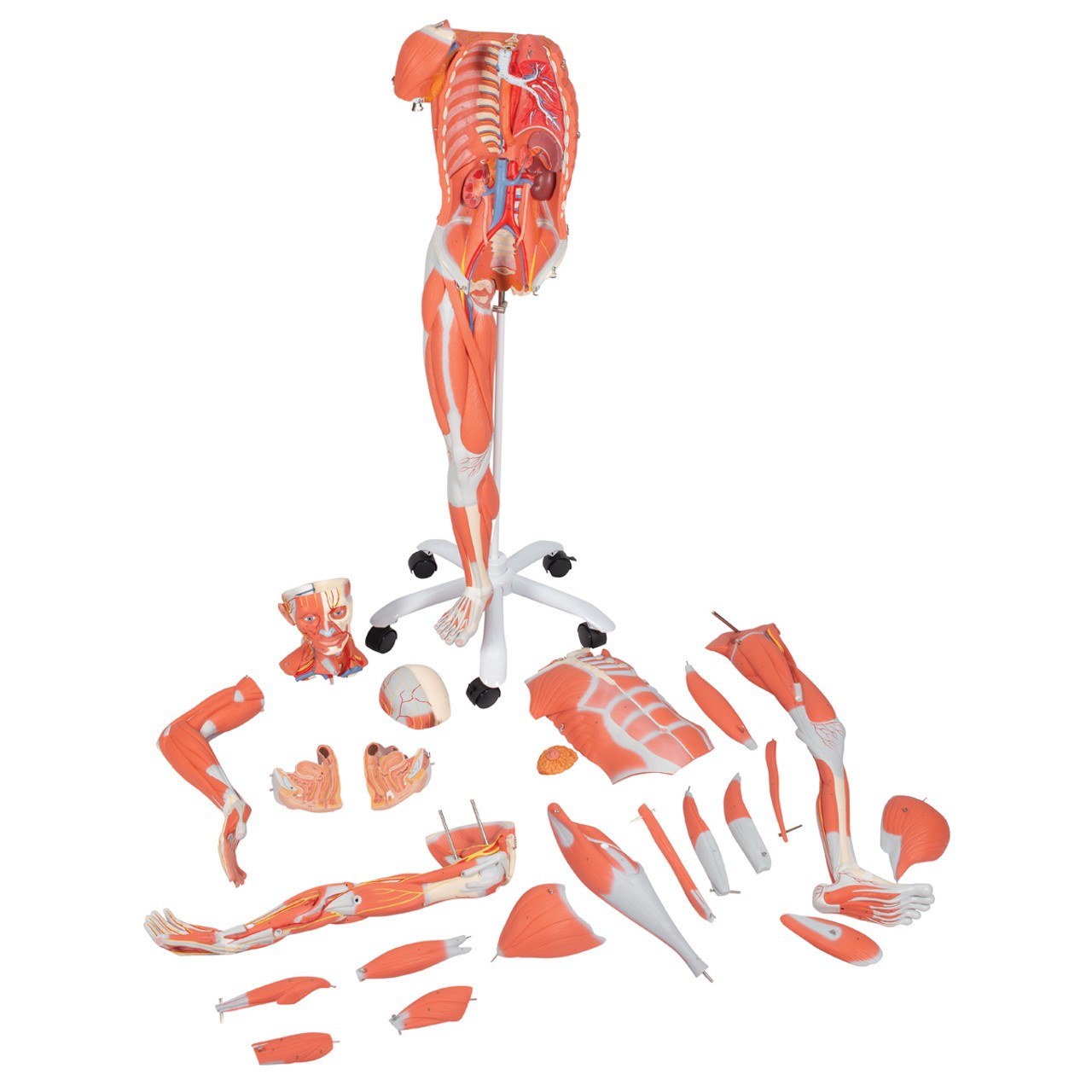 Female Muscular Figure Anatomy Model