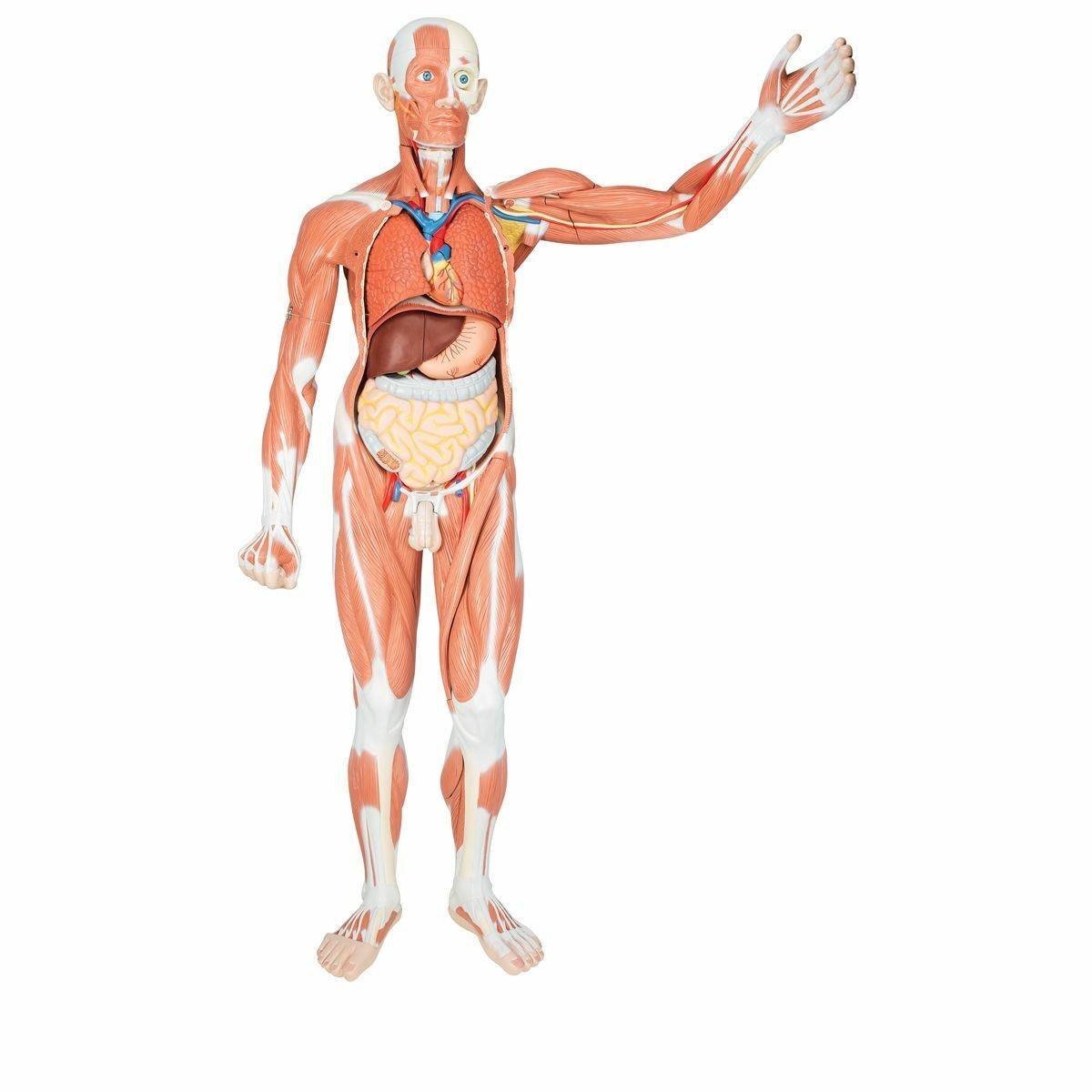 3B Scientific Male Muscular Figure Anatomy Model | Anatomy Warehouse