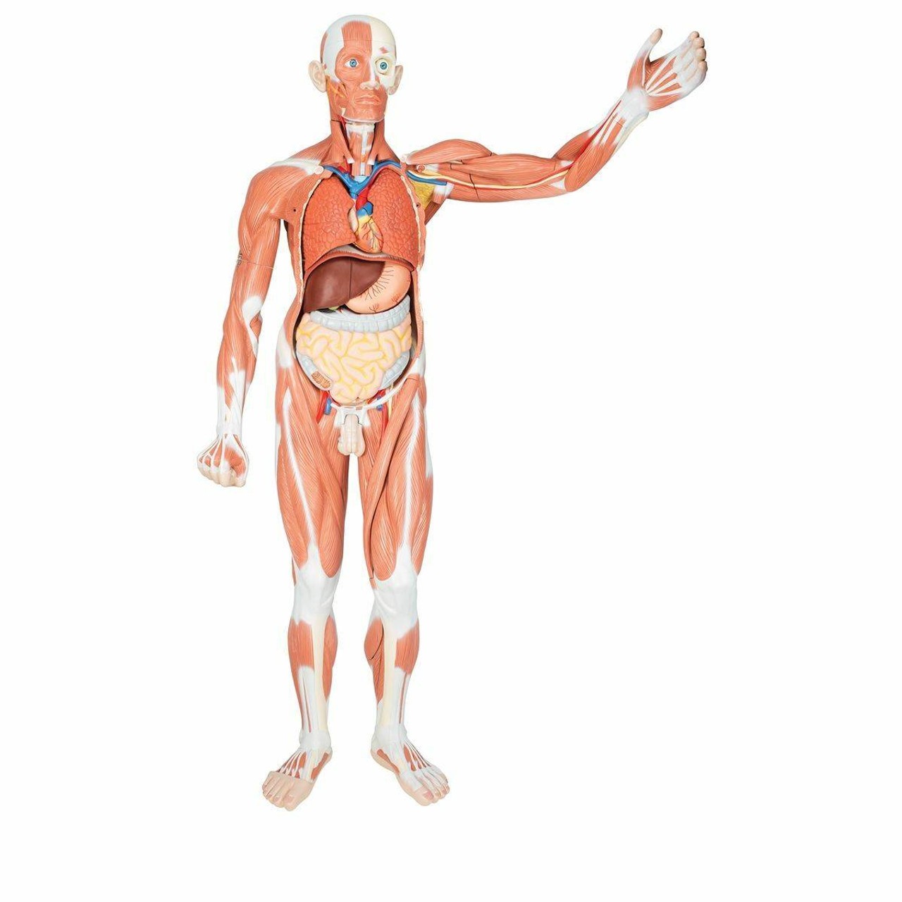 Male Muscular Figure Anatomy Model