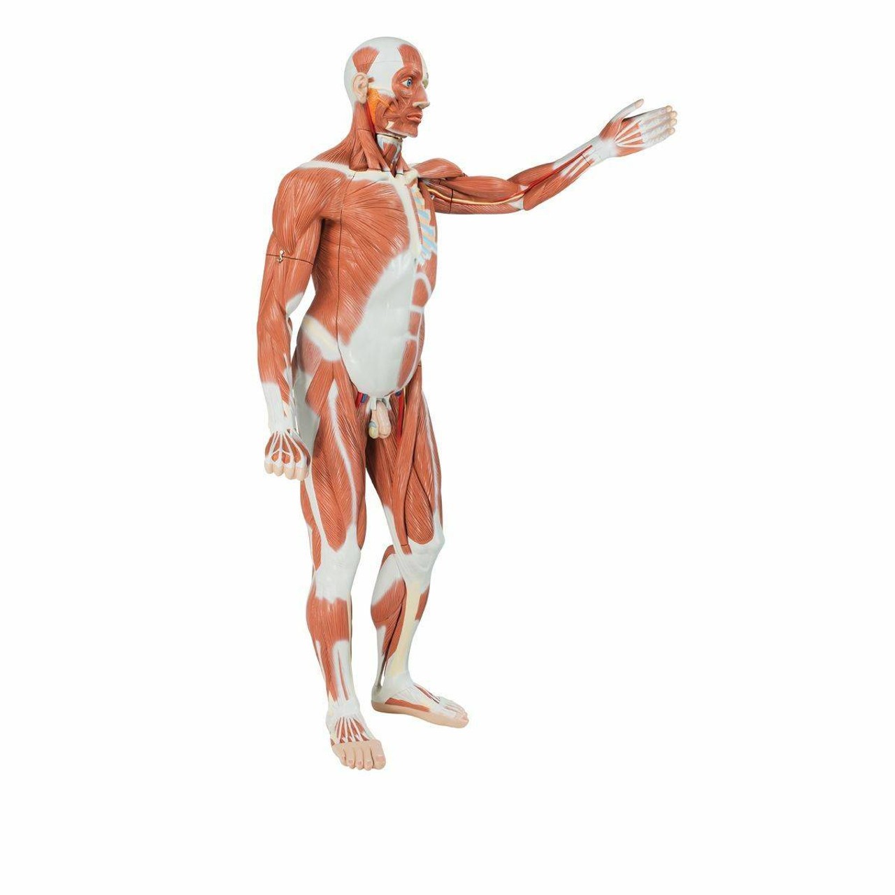 Male Muscular Figure Anatomy Model