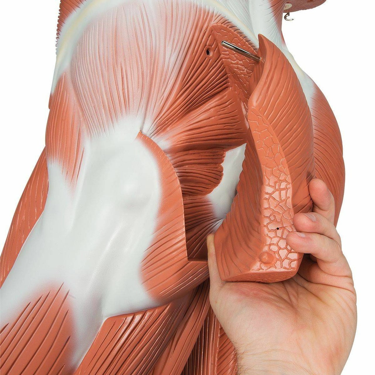 Male Muscular Figure Anatomy Model