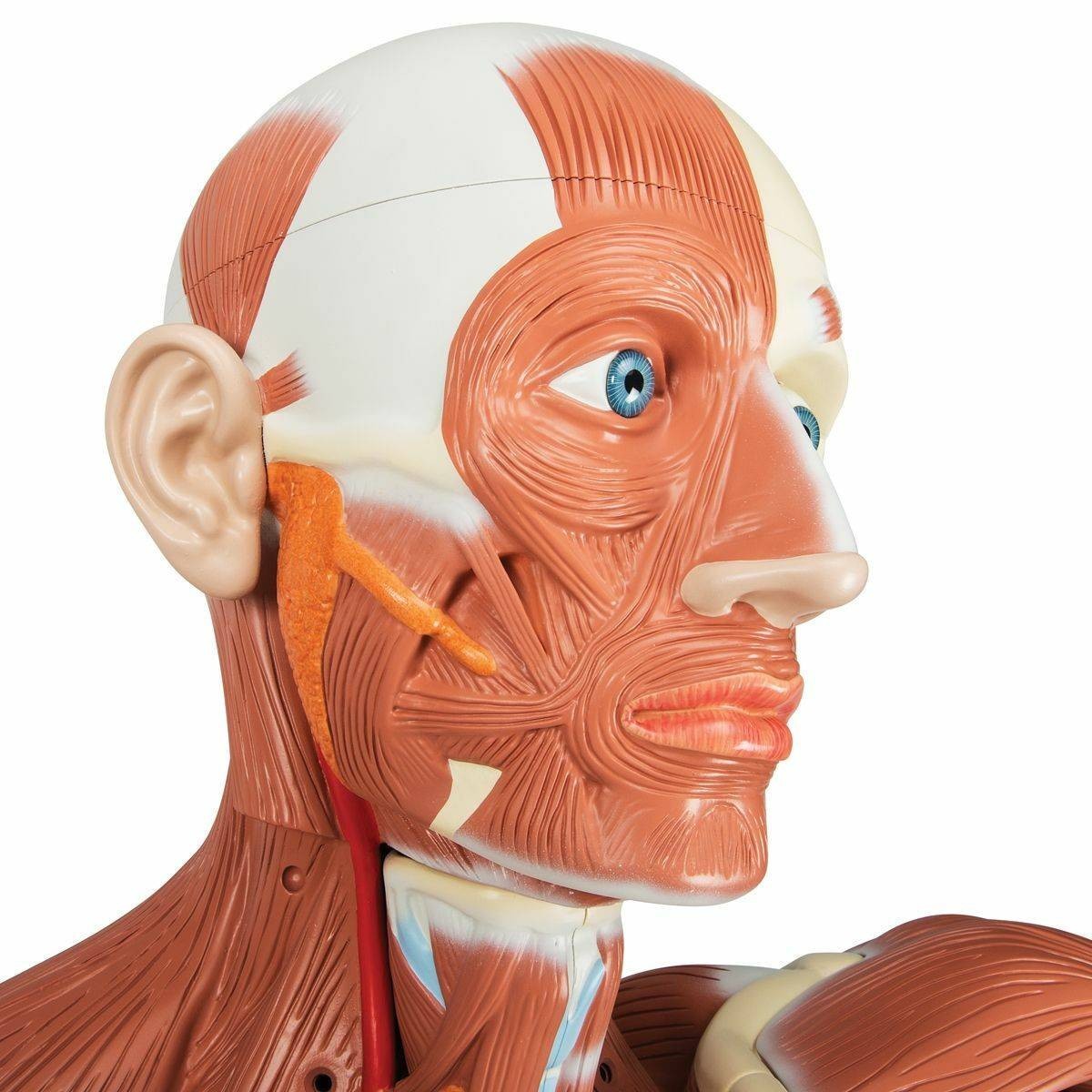 3B Scientific Male Muscular Figure Anatomy Model | Anatomy Warehouse