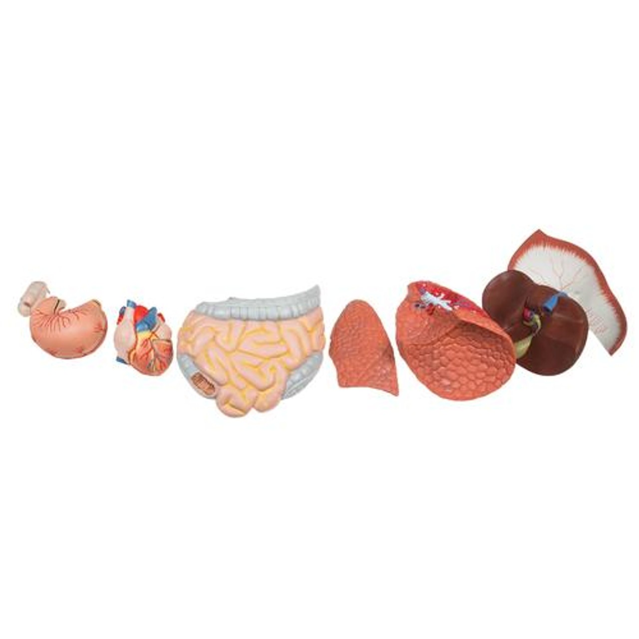 3B Scientific M10 Dissectible Muscled Arm 6-part - Kenya