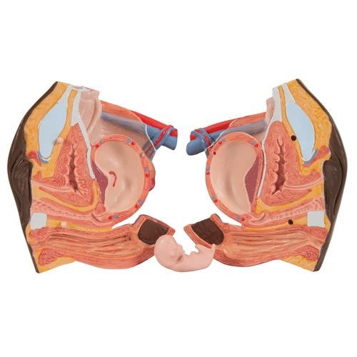 3B Scientific Deluxe African Dual Sex Torso Anatomy Model