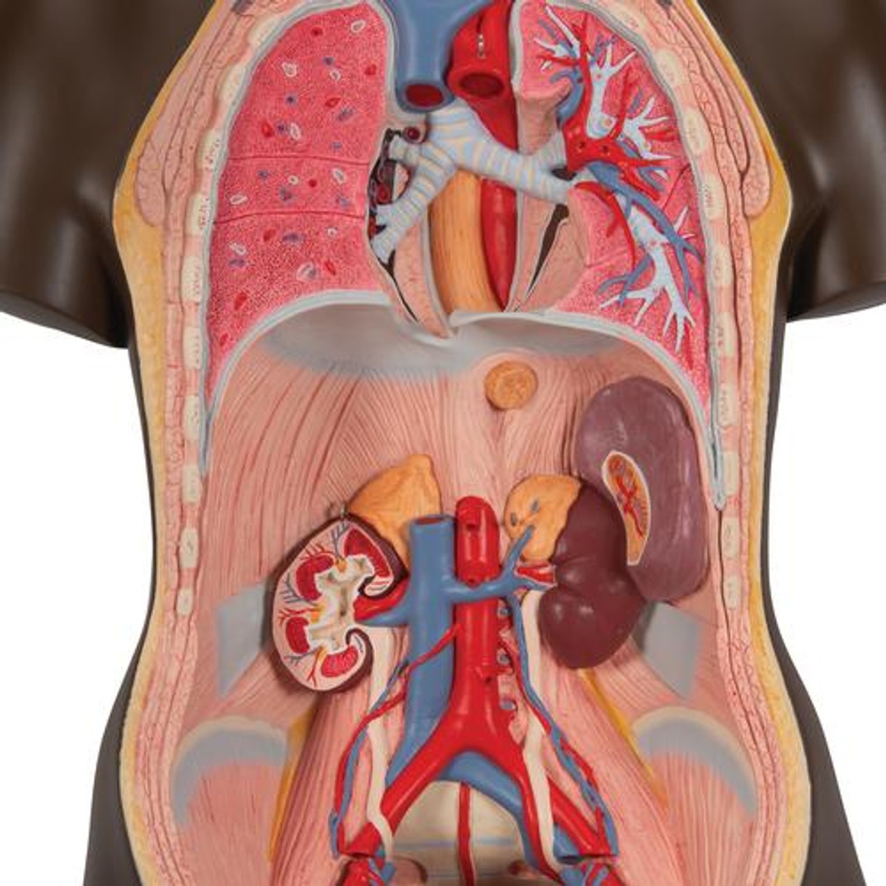 Deluxe African Dual Sex Torso Anatomy Model