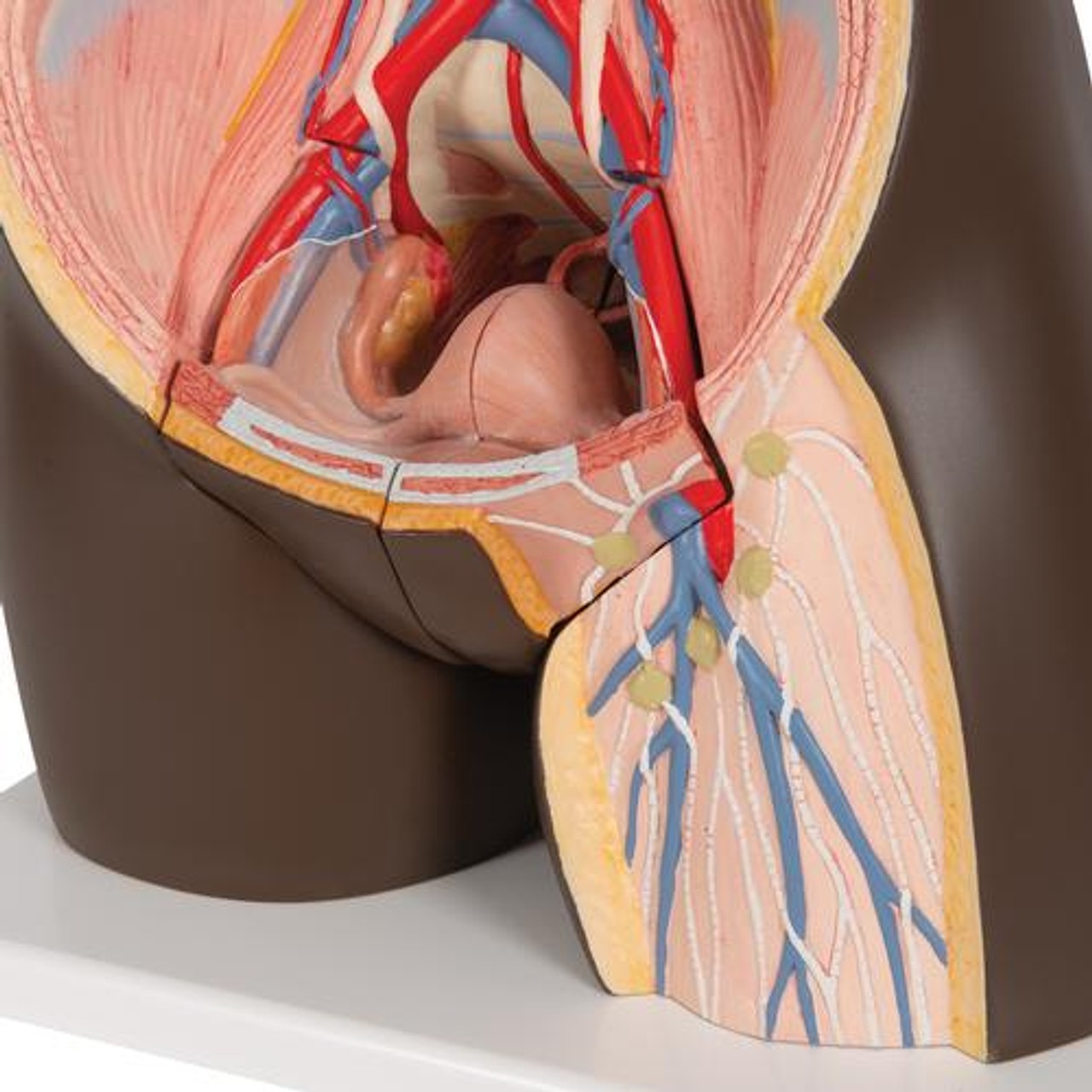 Deluxe African Dual Sex Torso Anatomy Model