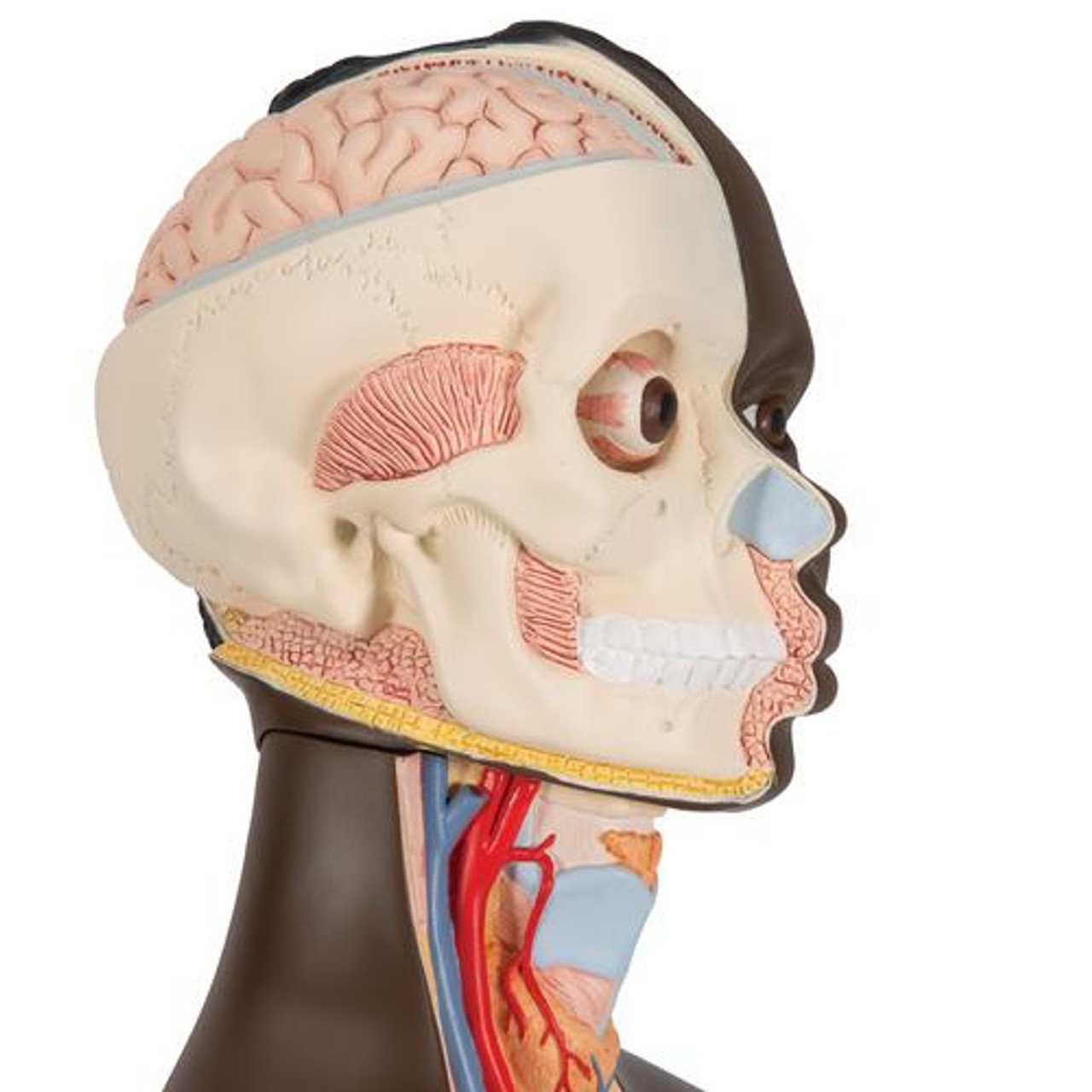 Deluxe African Dual Sex Torso Anatomy Model