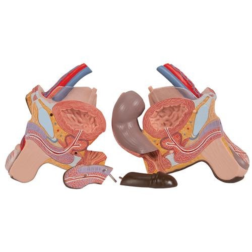 3B Scientific Deluxe African Dual Sex Torso Anatomy Model