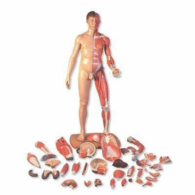 3B Scientific 3B Scientific Life-Size Dual Sex Asian Human Figure