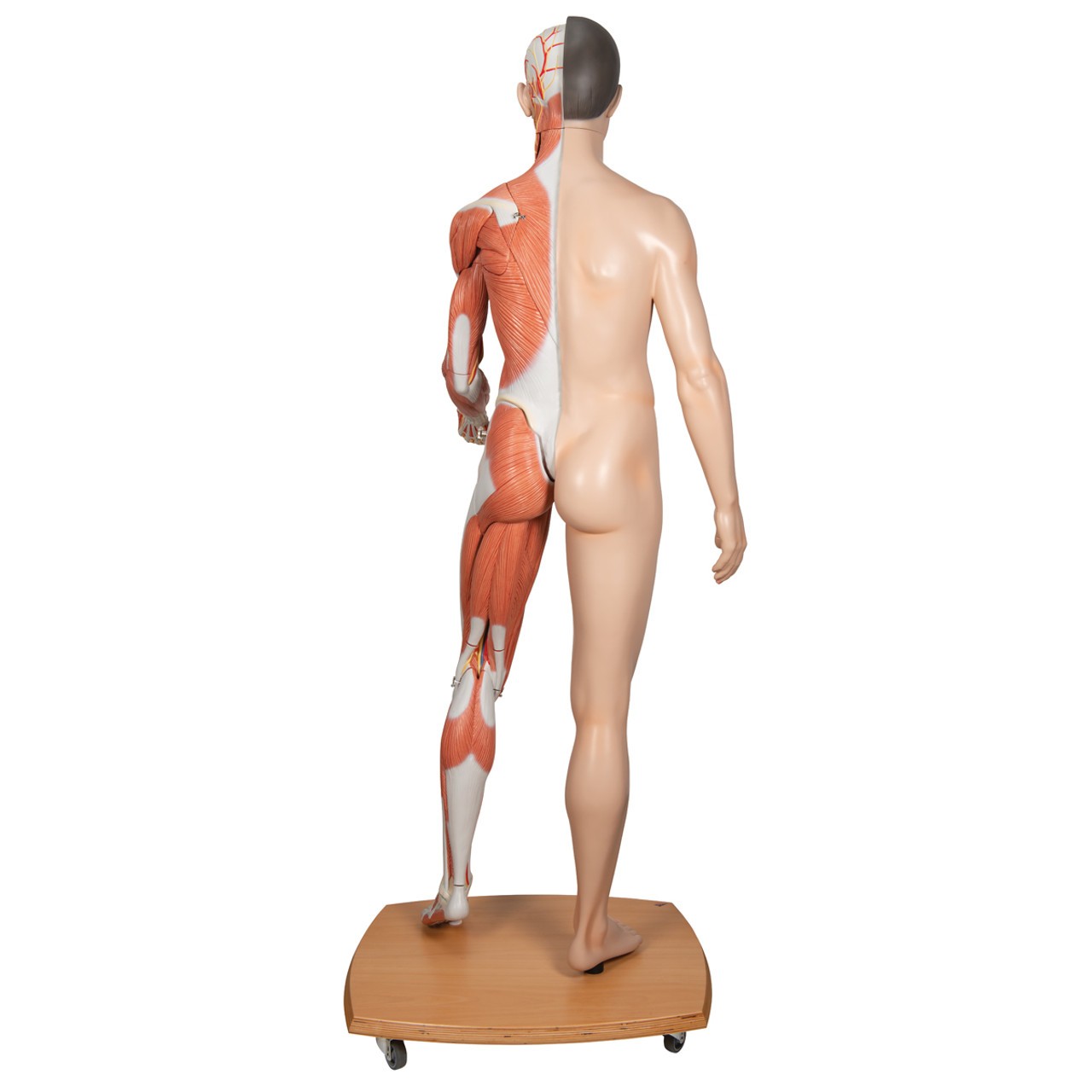 3B Scientific Life-Size Dual Sex Asian Human Figure Anatomy Model