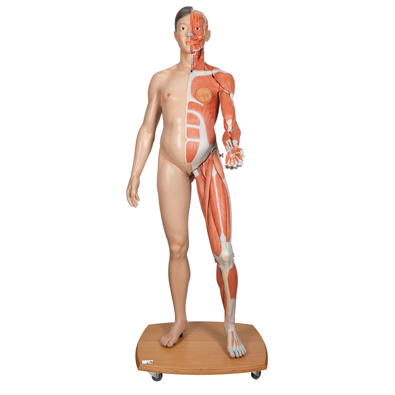 3B Scientific Life-Size Dual Sex Asian Human Figure Anatomy Model