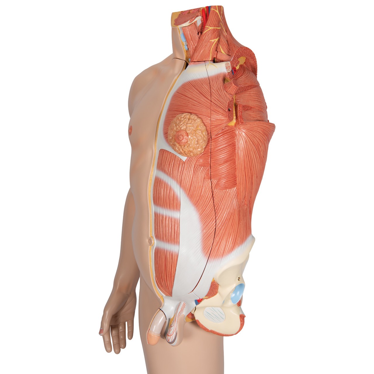 3B Scientific Life-Size Dual Sex Asian Human Figure Anatomy Model