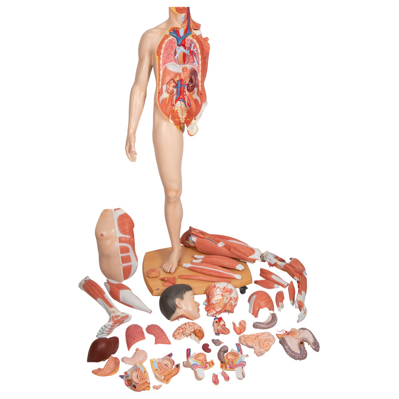 3B Scientific Life-Size Dual Sex Asian Human Figure Anatomy Model