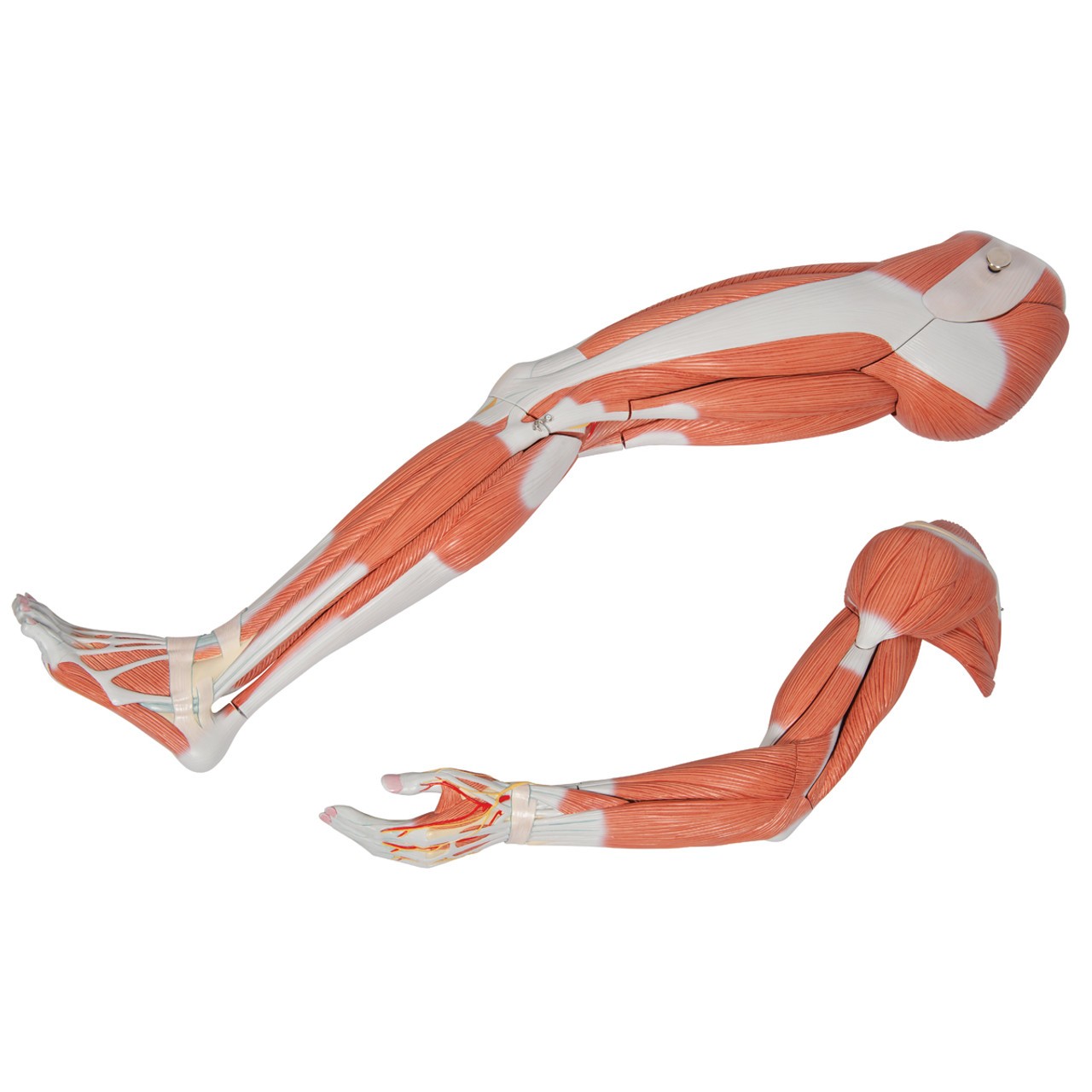 3B Scientific Life-Size Dual Sex Asian Human Figure Anatomy Model
