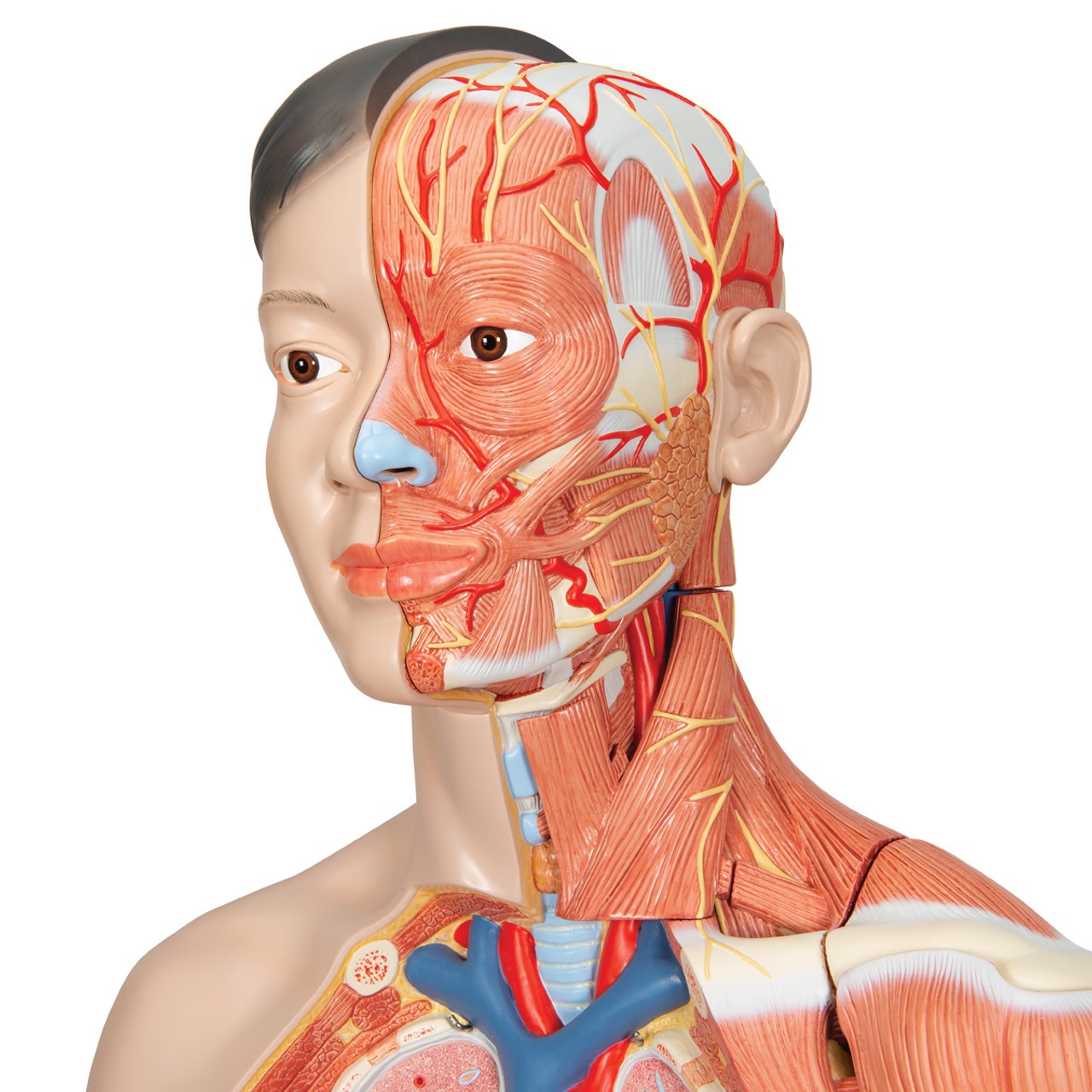 3B Scientific Life-Size Dual Sex Asian Human Figure Anatomy Model