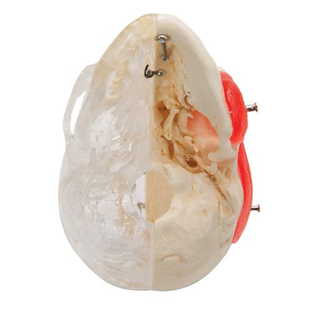 Bonelike Human Skull Half Transparent Anatomy Model 8 Parts