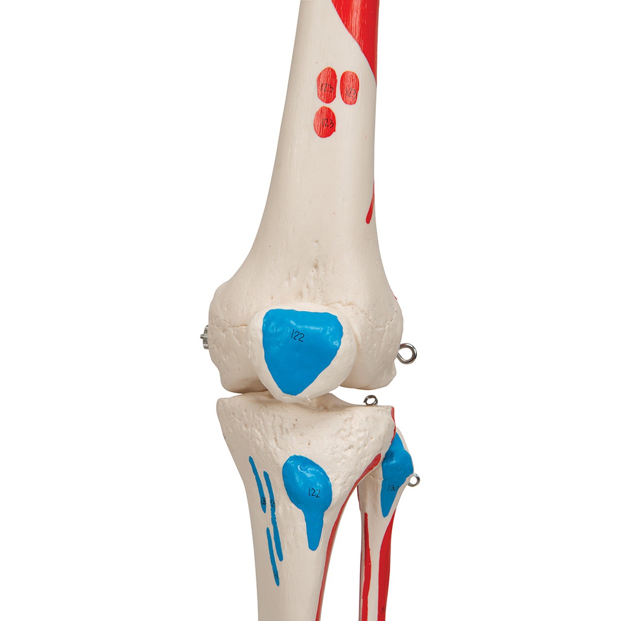 Max The Muscle Skeleton Anatomy Model on Hanging Stand close up of knee