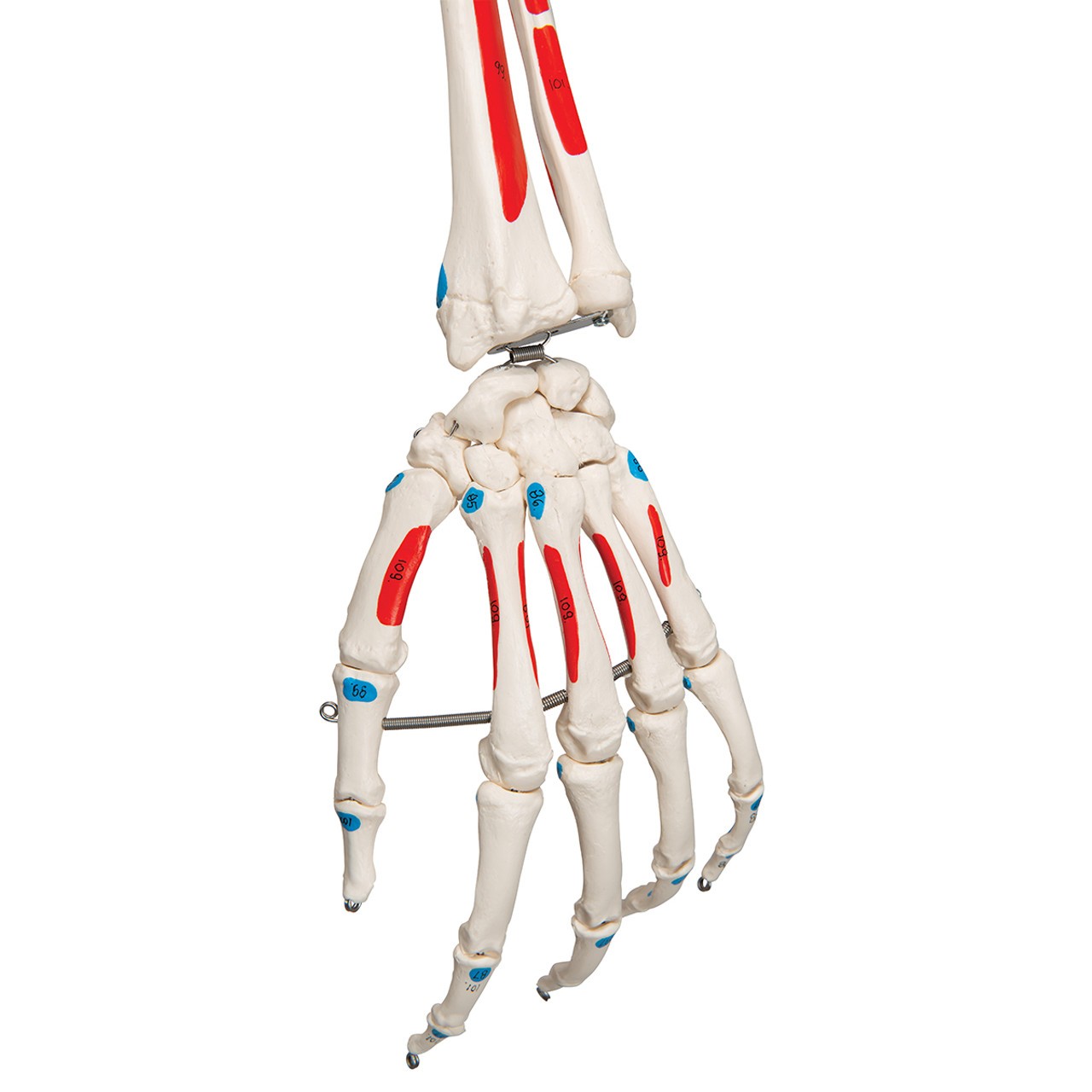 Max The Muscle Skeleton Anatomy Model on Hanging Stand close up of hand
