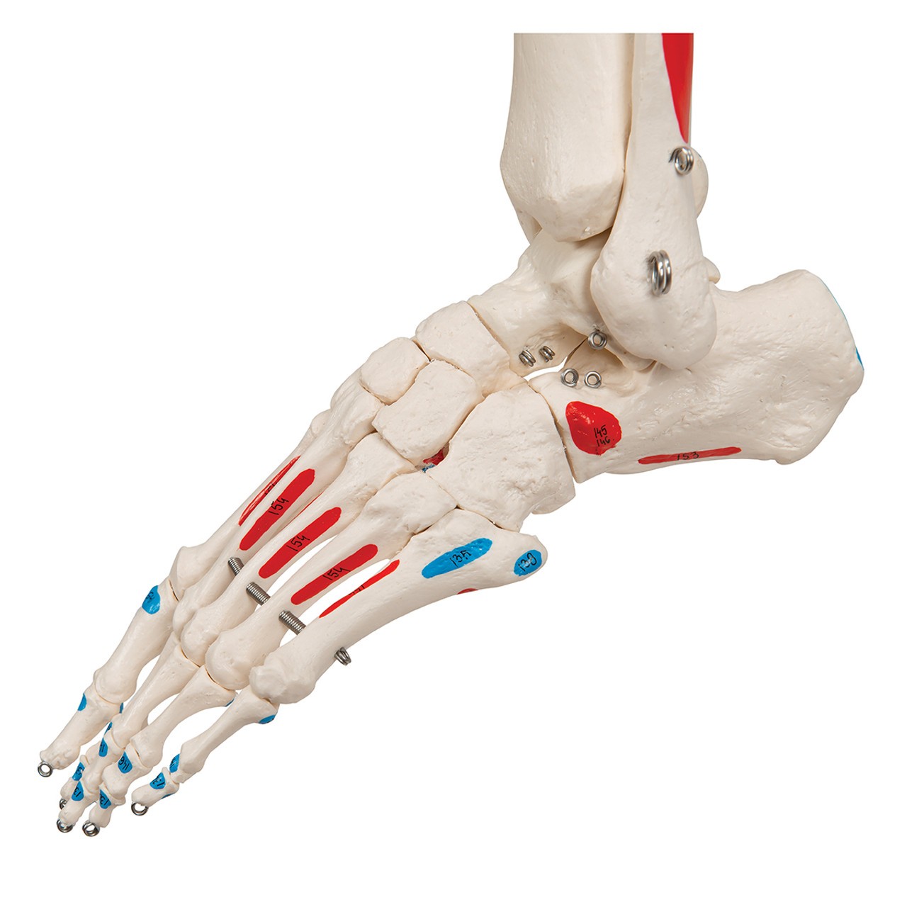 Max The Muscle Skeleton Anatomy Model on Hanging Stand close up of foot
