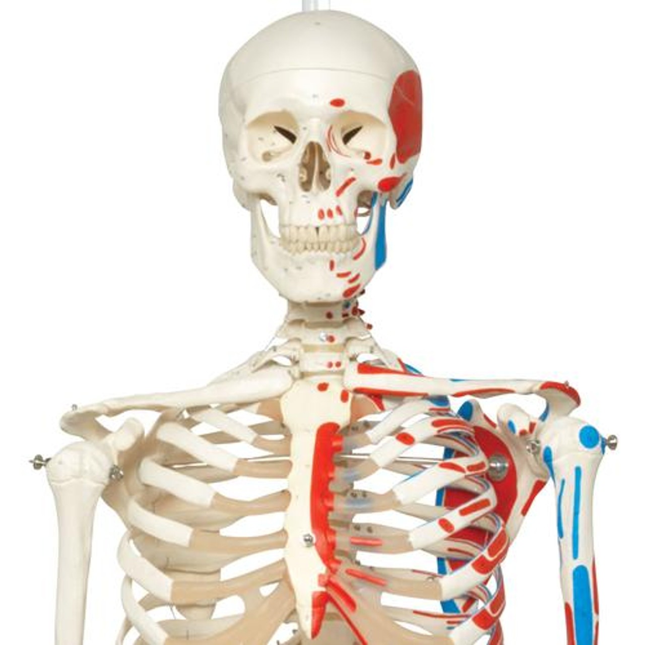 Max The Muscle Skeleton Anatomy Model on Hanging Stand rear view of torso