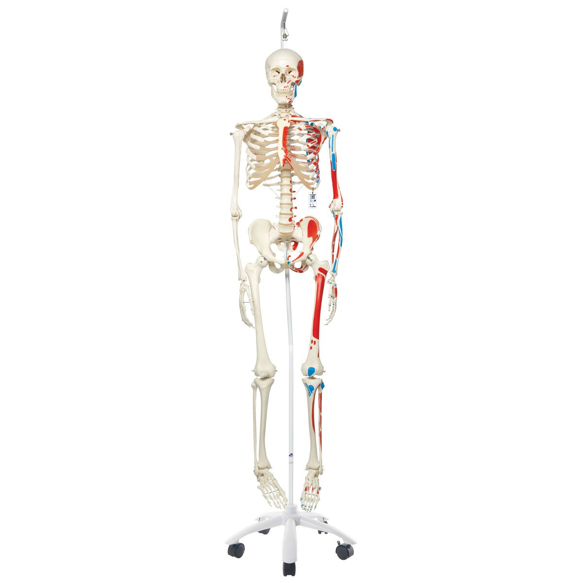 Max The Muscle Skeleton Anatomy Model on Hanging Stand