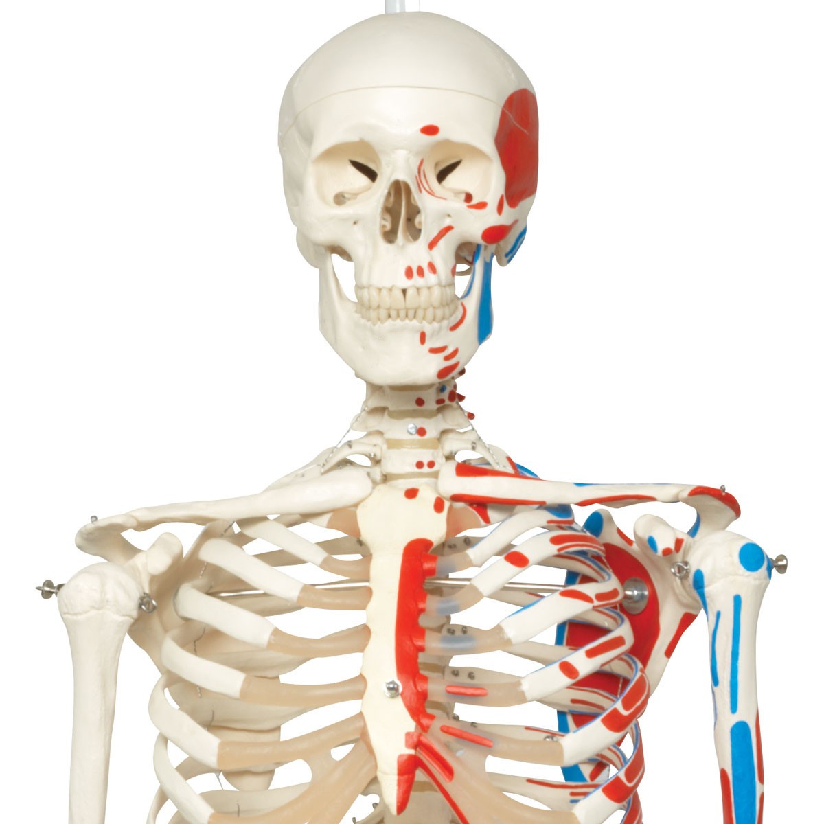 Max The Muscle Skeleton Anatomy Model on Hanging Stand
