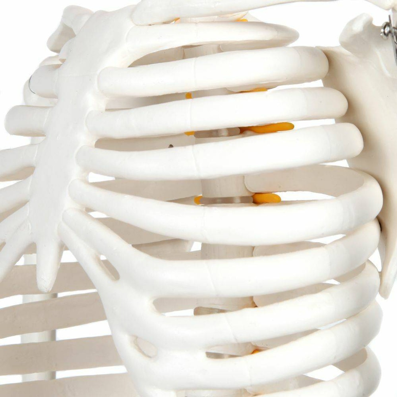 Anatomy Lab Essential Flexible Mini Skeleton