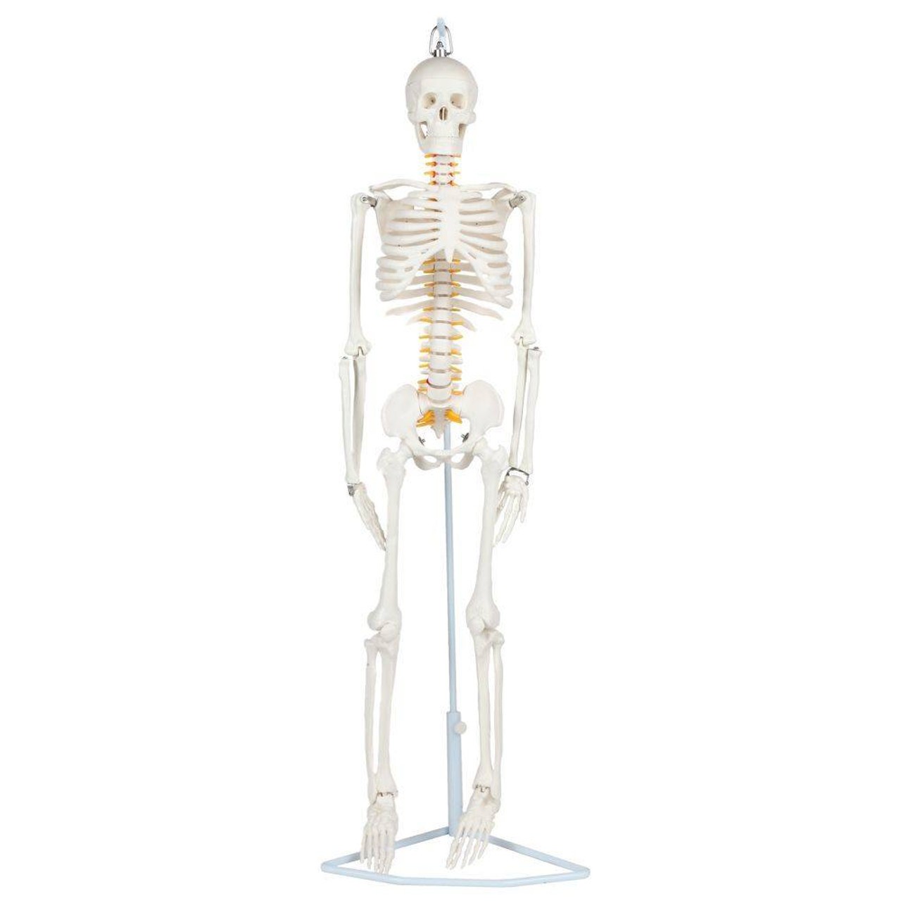 Anatomy Lab Essential Flexible Mini Skeleton