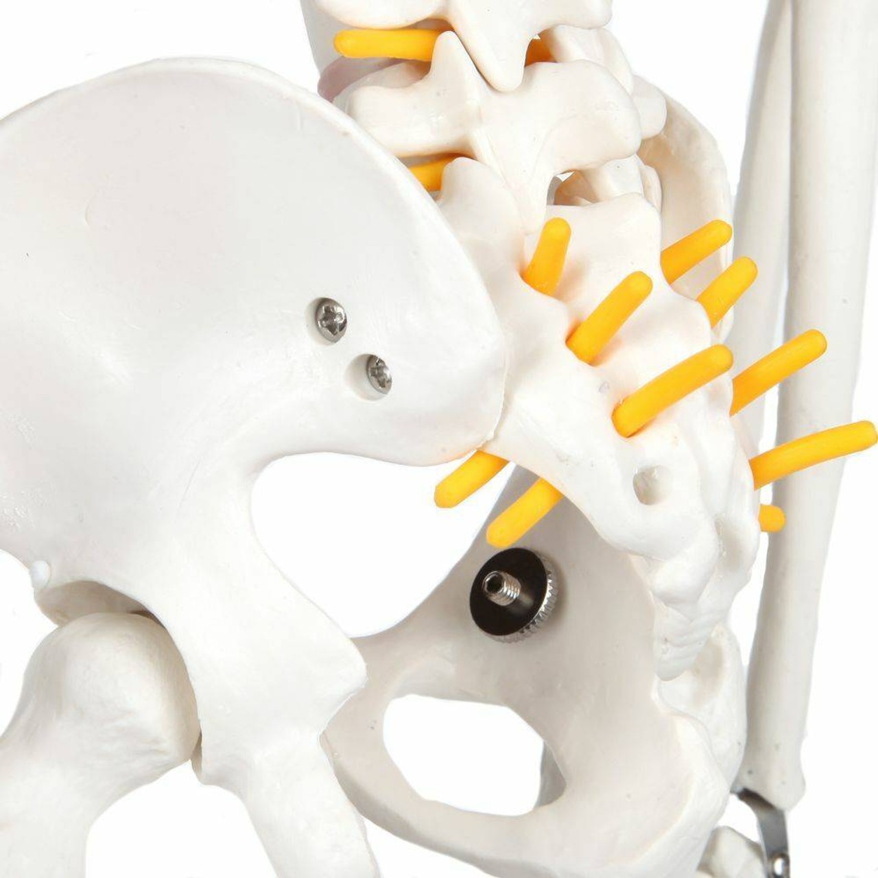 Anatomy Lab Essential Flexible Mini Skeleton