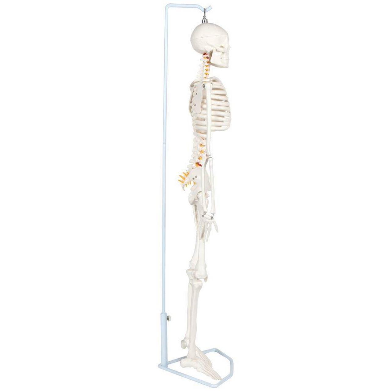 Anatomy Lab Essential Flexible Mini Skeleton