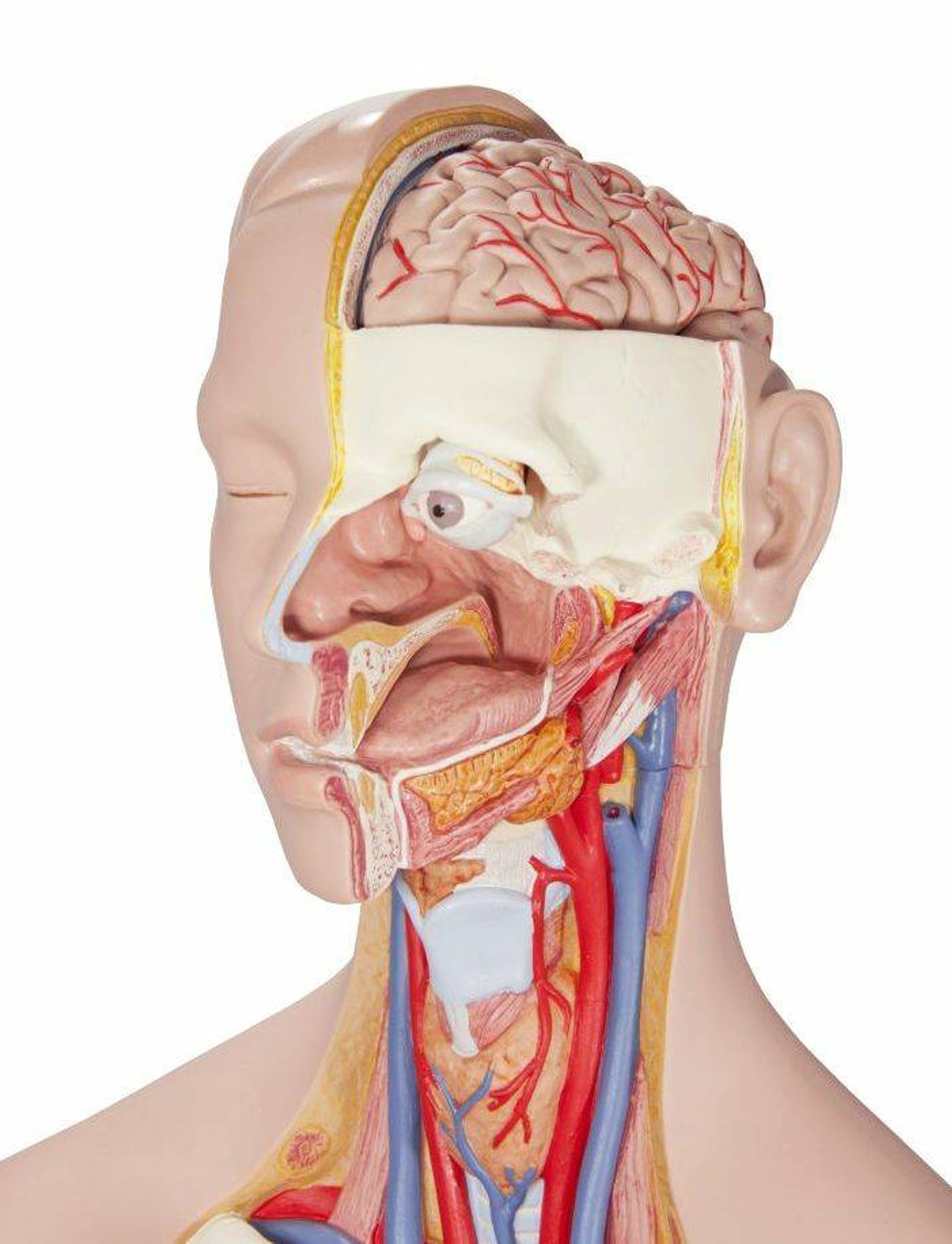 Classic Human Unisex Torso Anatomy Model 21 Parts