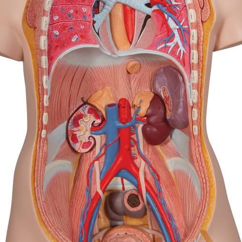 3B Scientific Classic Human Unisex Torso Anatomy Model (21 Parts