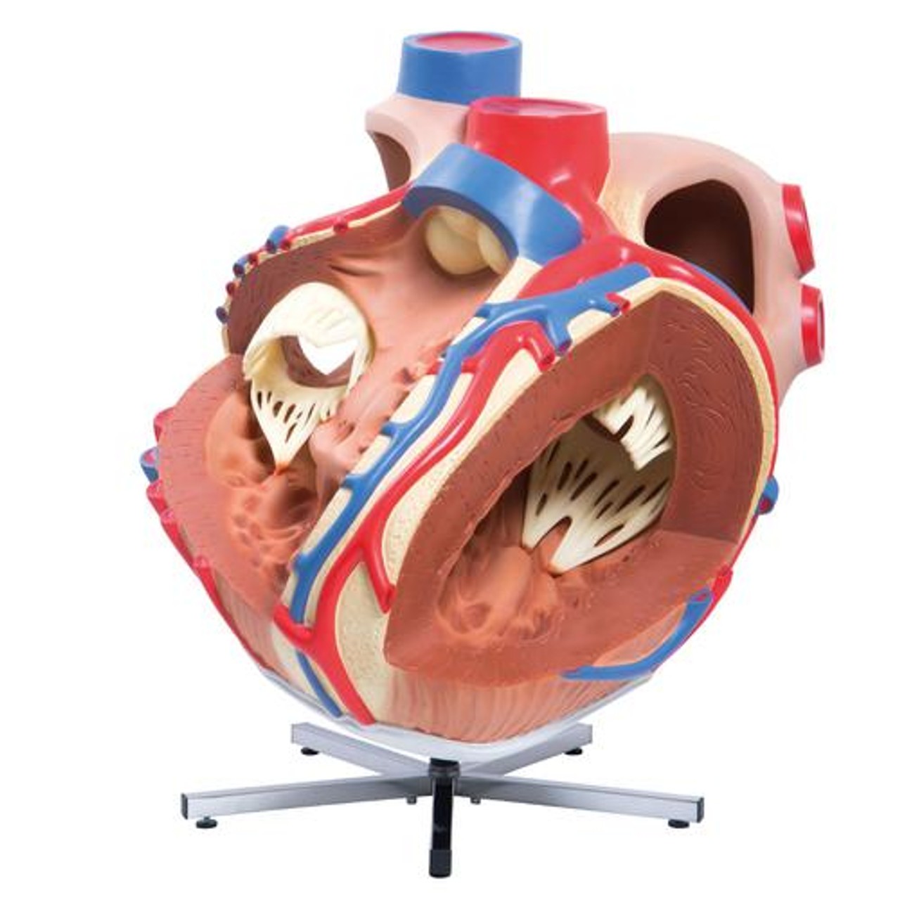 Worlds Largest Heart Anatomy Model