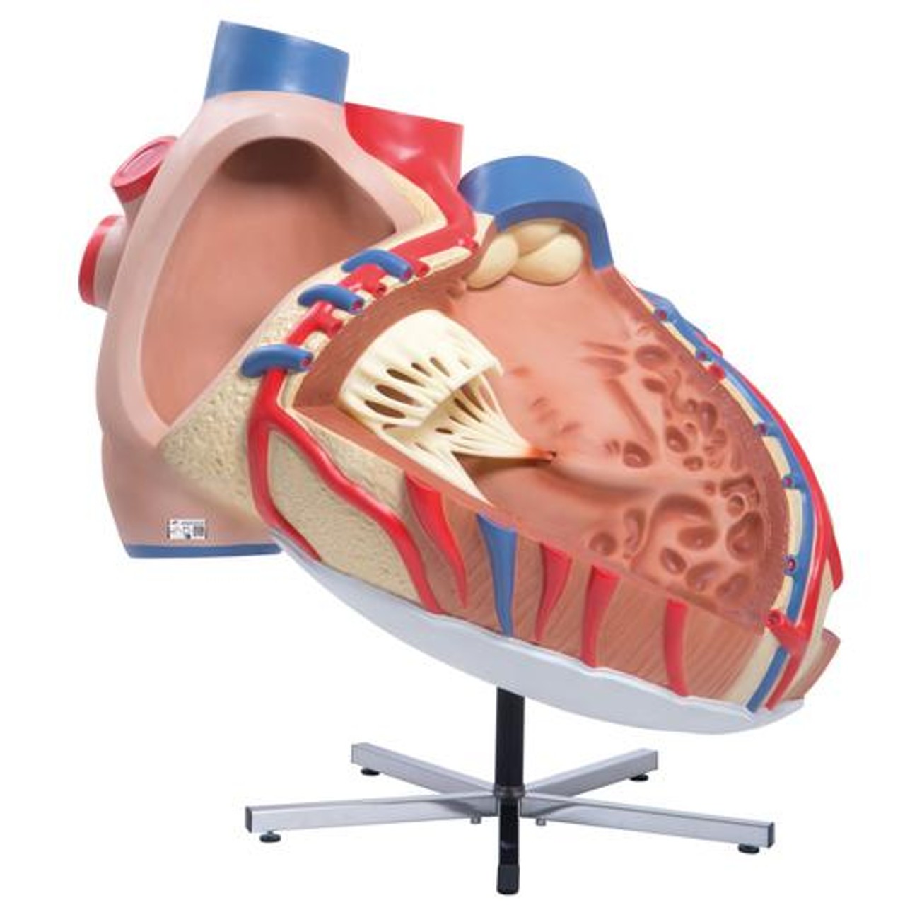 Worlds Largest Heart Anatomy Model