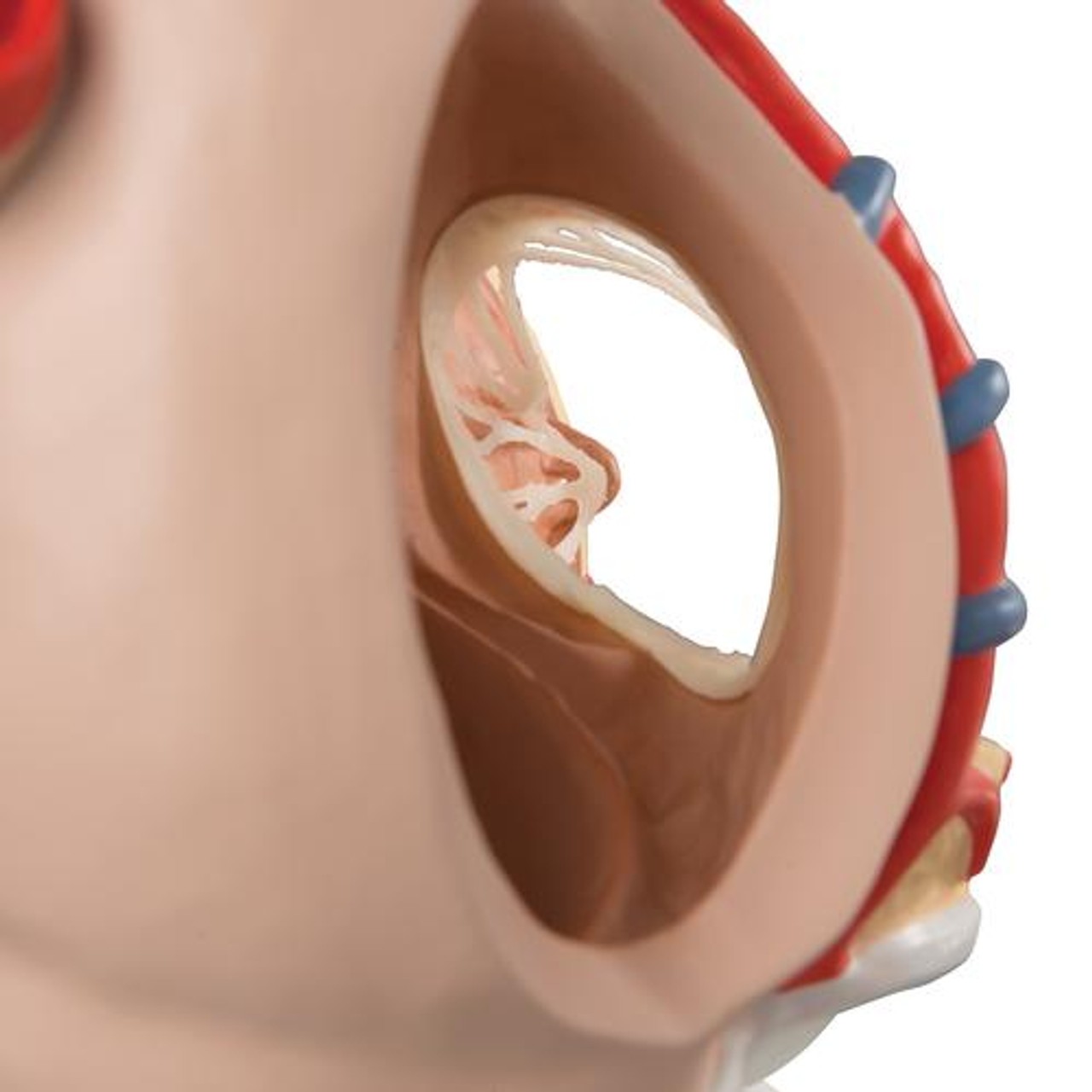 Heart On Diaphragm Anatomy Model 10 Parts