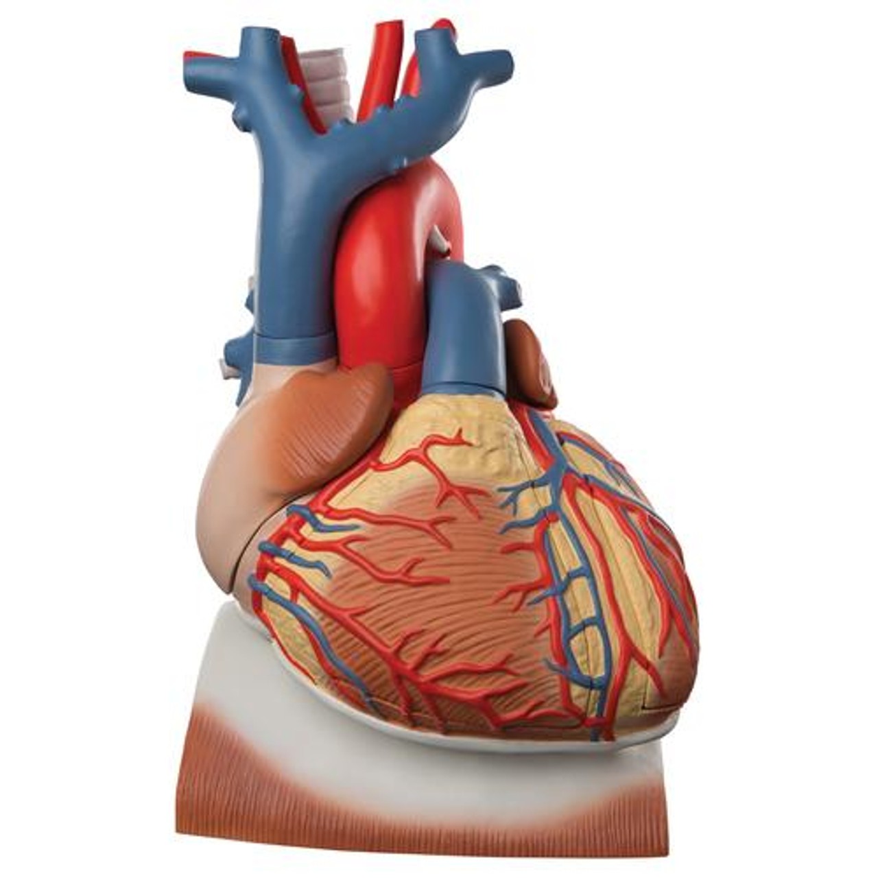Heart On Diaphragm Anatomy Model 10 Parts