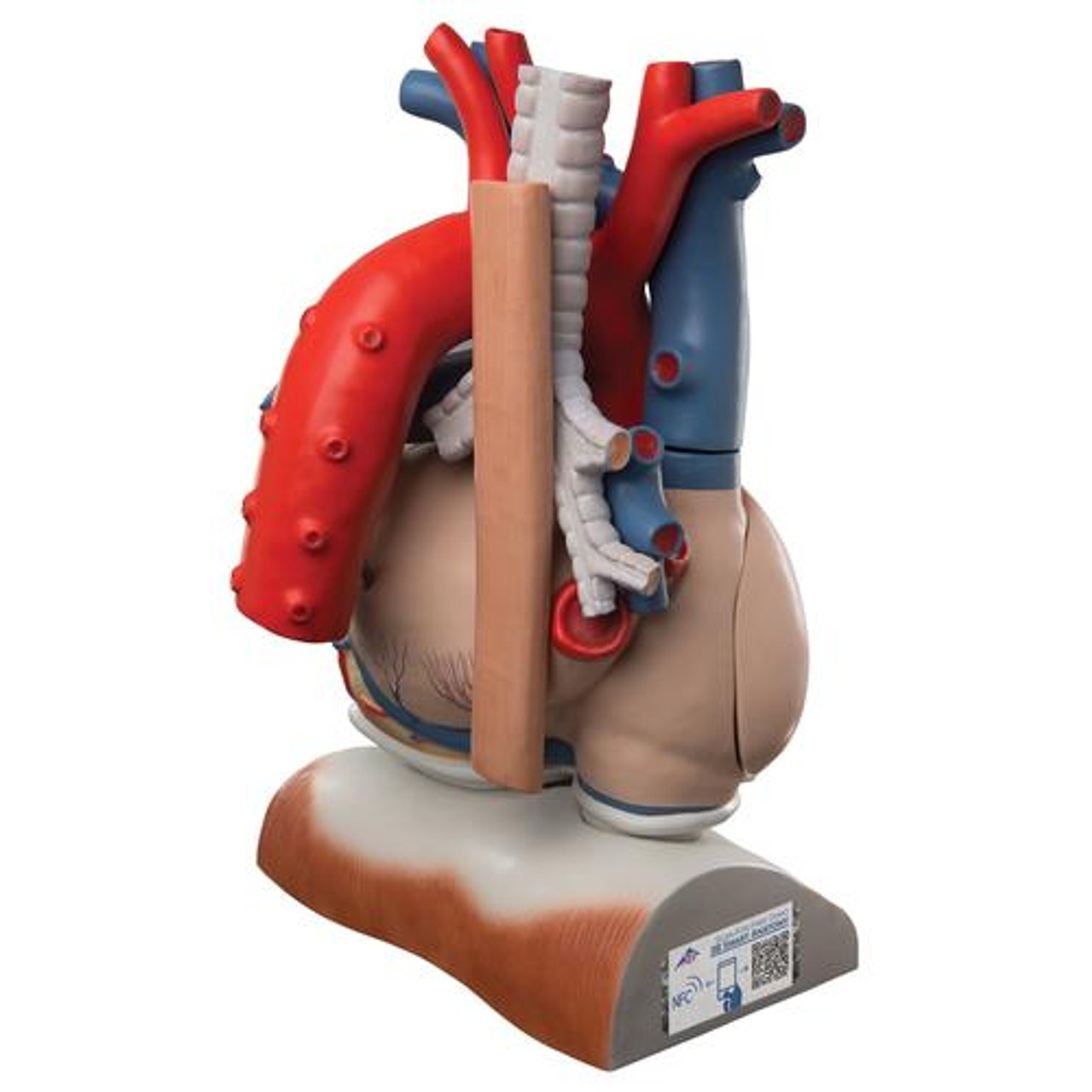 Heart On Diaphragm Anatomy Model 10 Parts