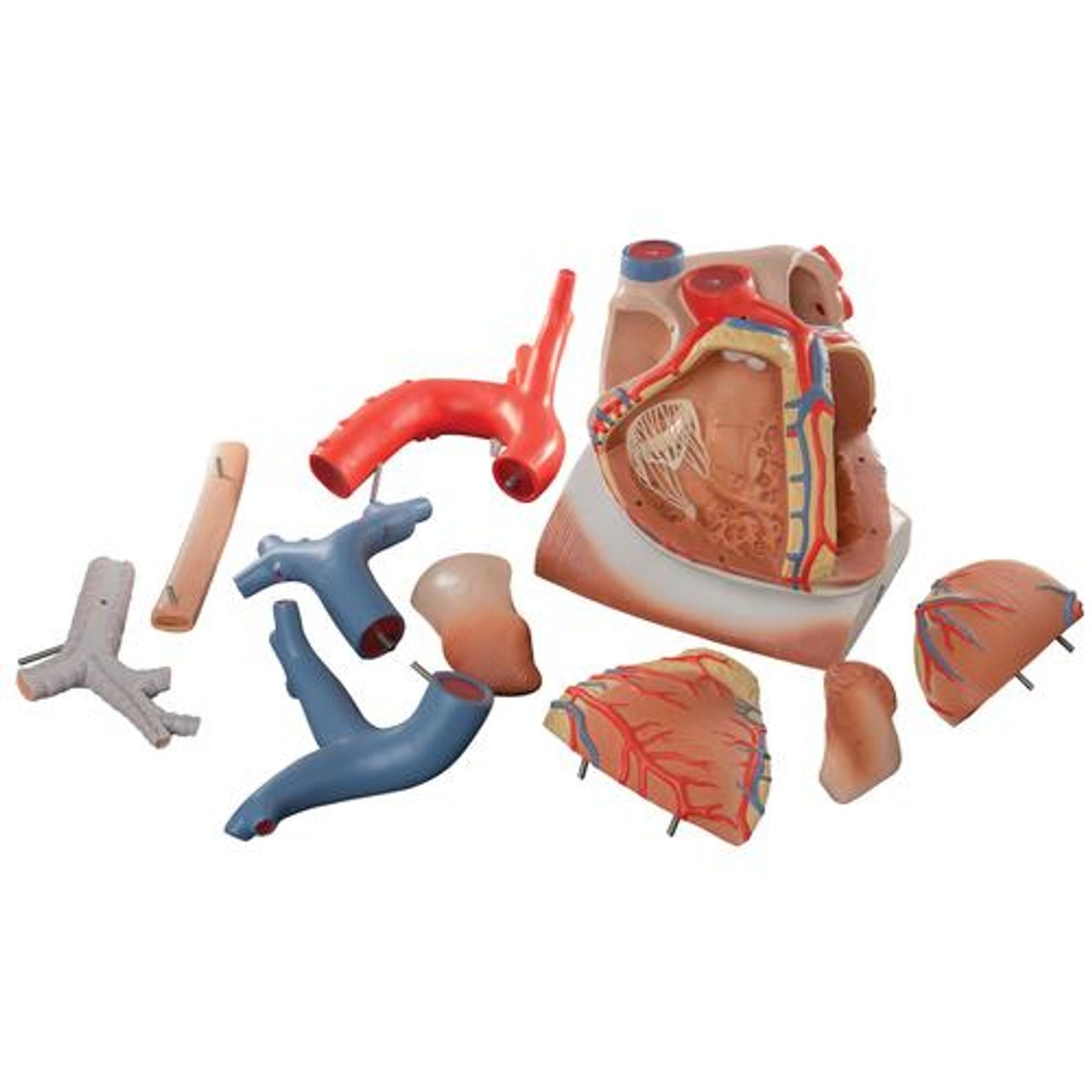 Heart On Diaphragm Anatomy Model 10 Parts