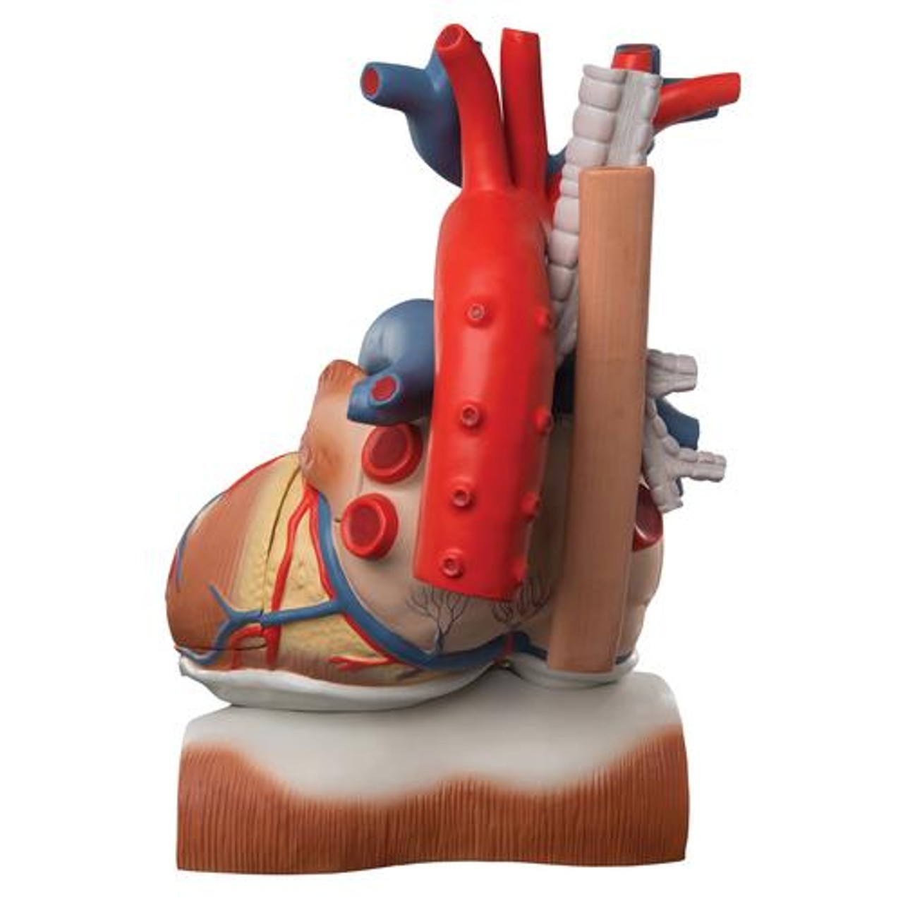 Heart On Diaphragm Anatomy Model 10 Parts