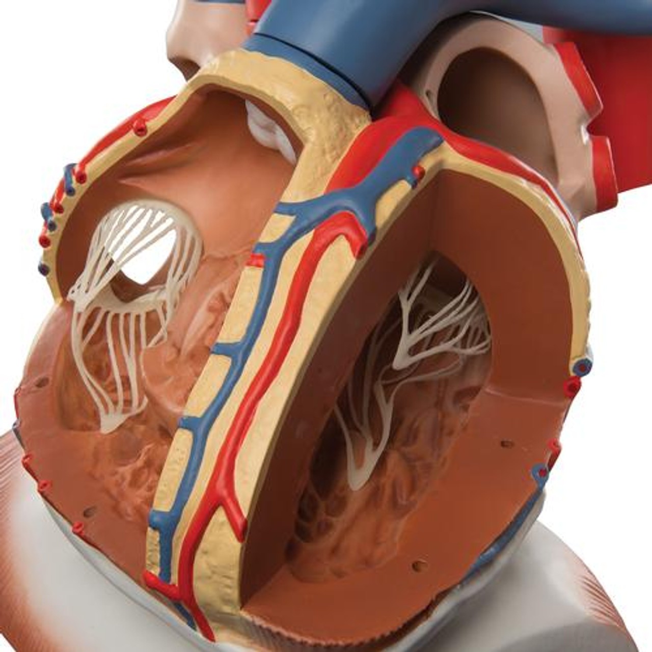 Heart On Diaphragm Anatomy Model 10 Parts
