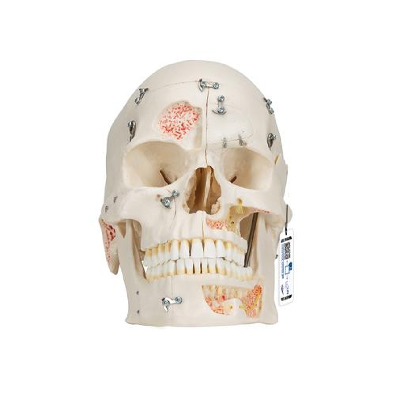 Deluxe Dental Demonstration Skull Anatomy Model 10 Parts