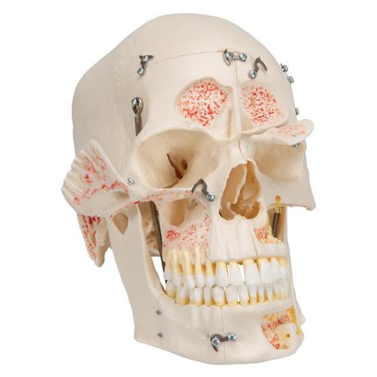 Deluxe Dental Demonstration Skull Anatomy Model 10 Parts