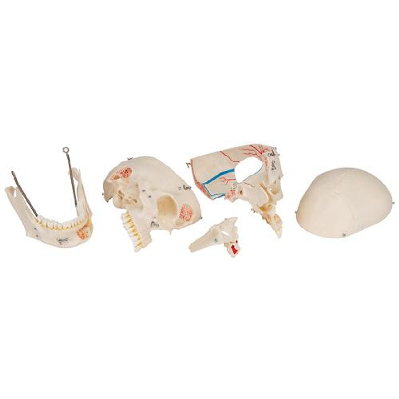 Deluxe Dental Demonstration Skull Anatomy Model 10 Parts