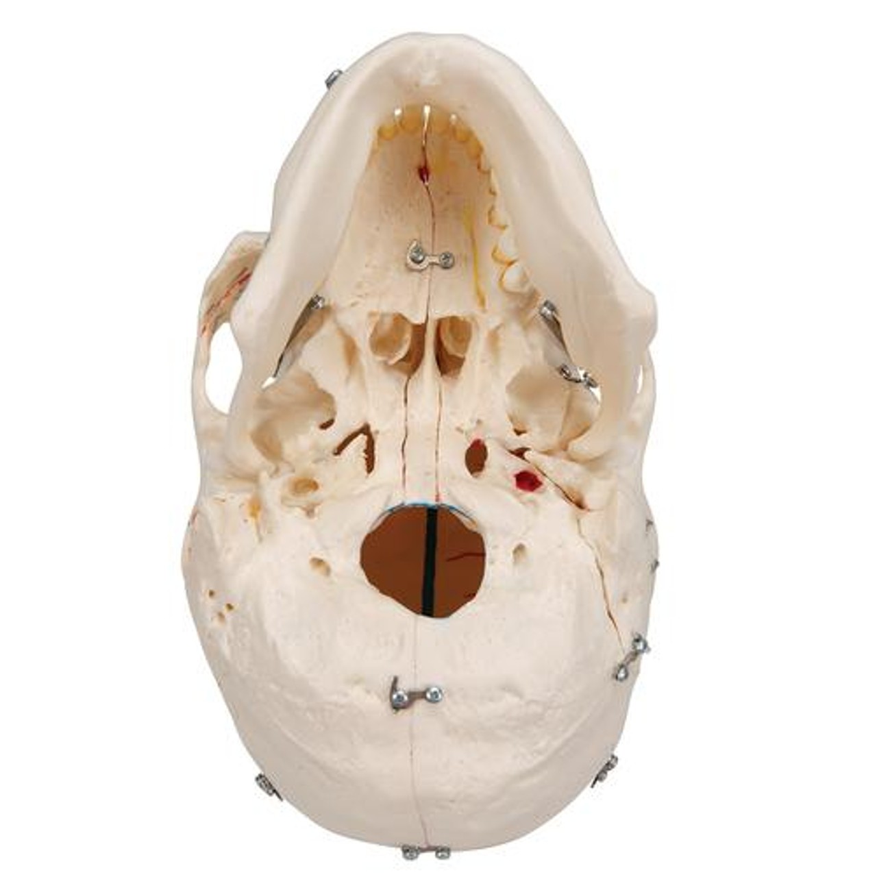 Deluxe Dental Demonstration Skull Anatomy Model 10 Parts
