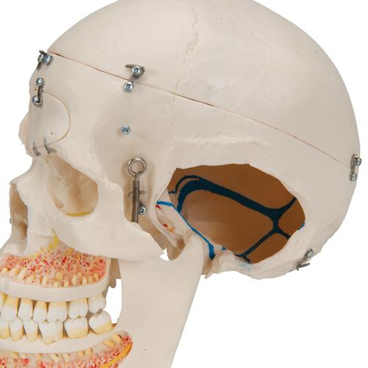 Deluxe Dental Demonstration Skull Anatomy Model 10 Parts