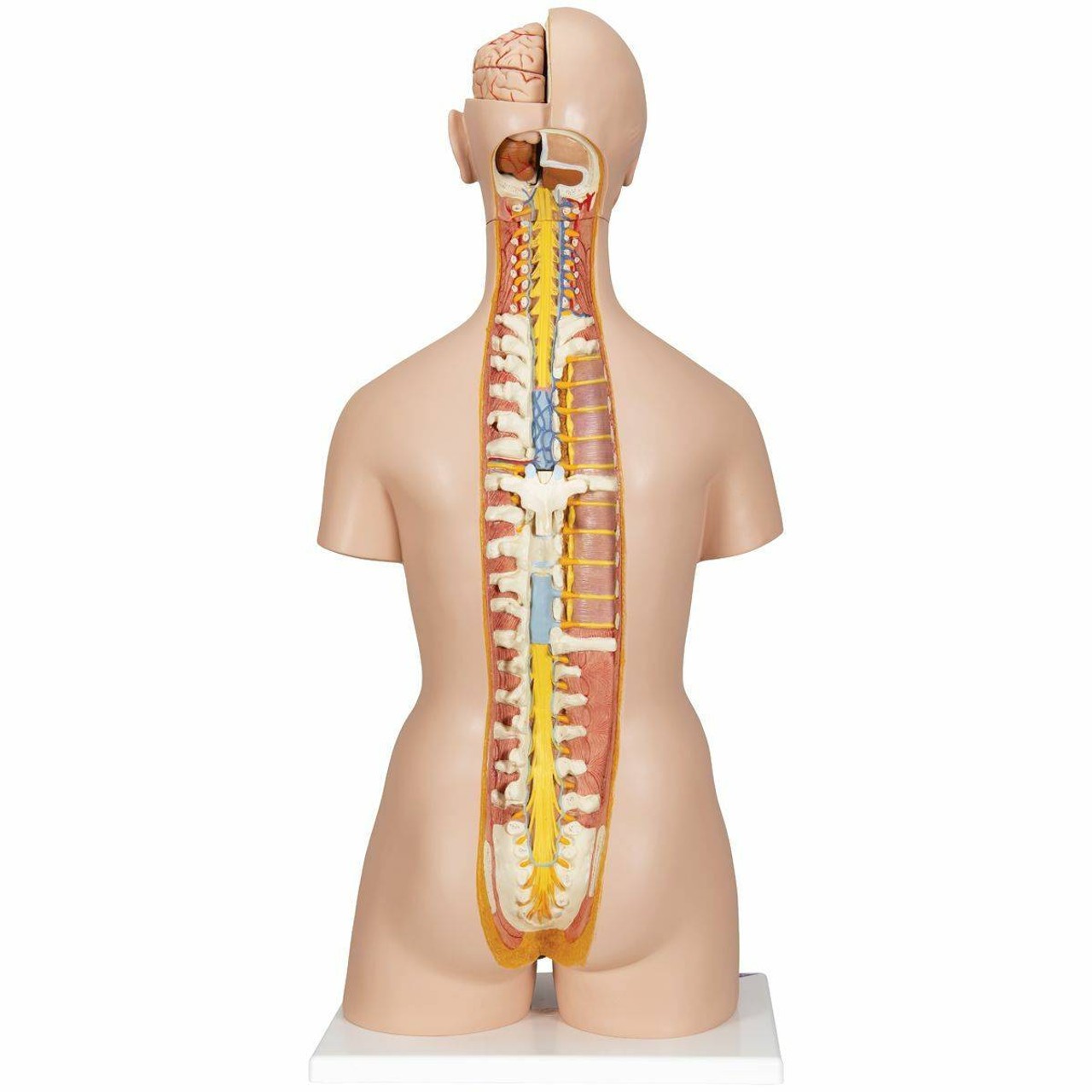 3B Scientific Deluxe Dual-Sex Human Torso Anatomy Model (28