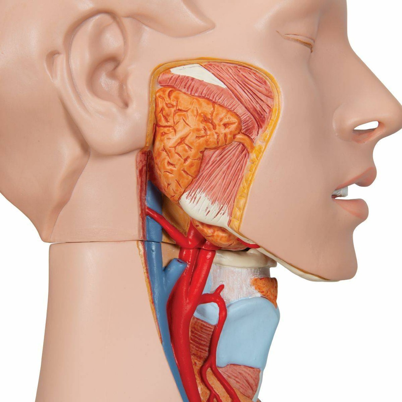 Deluxe Dual-Sex Human Torso Anatomy Model 28 Part