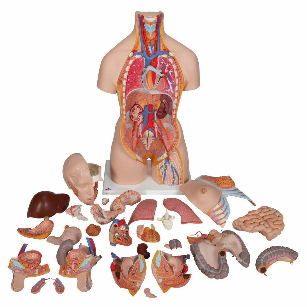 Deluxe Dual-Sex Human Torso Anatomy Model 28 Part