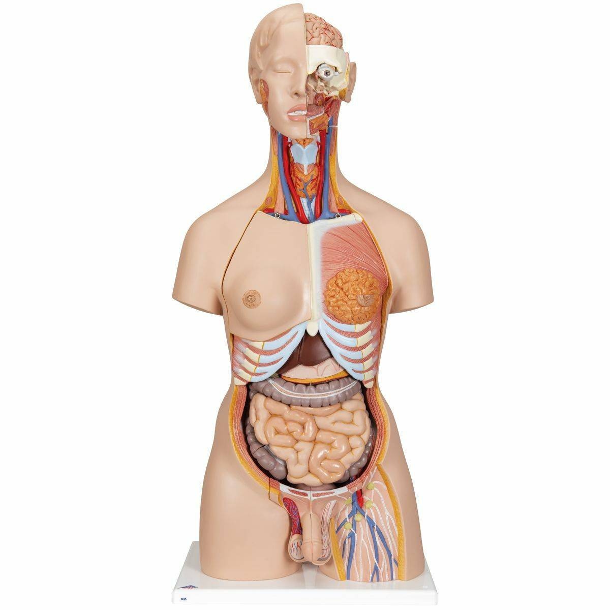 3B Scientific Deluxe Dual-Sex Human Torso Anatomy Model (28 Part