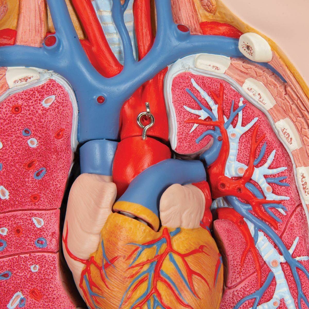 3B Scientific Deluxe Dual-Sex Human Torso Anatomy Model (28 Part